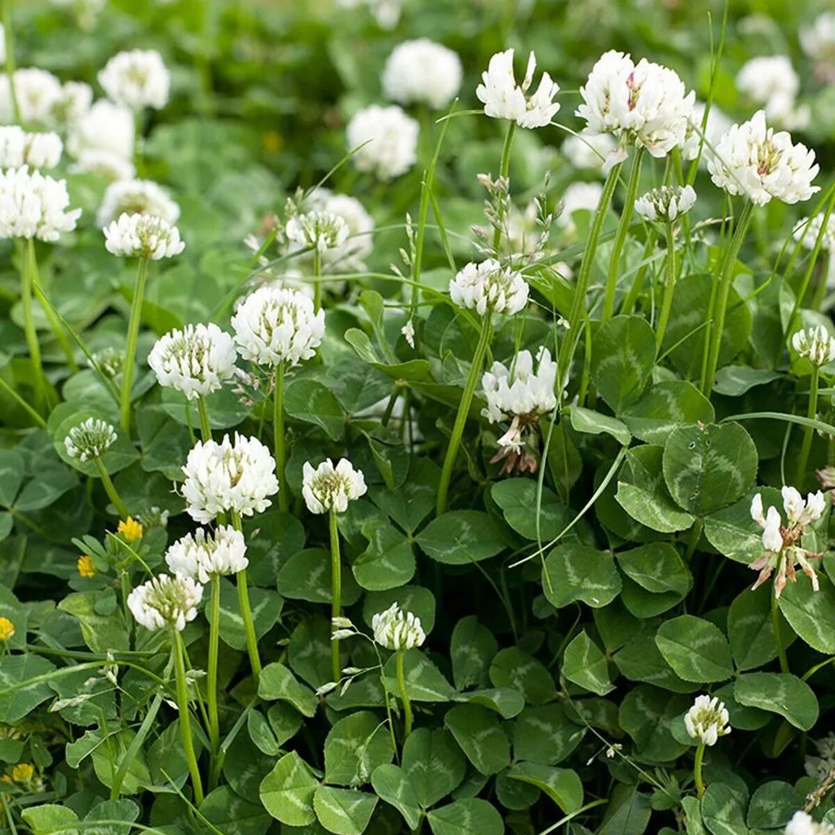 Купить клевер белый ползучий семена. Клевер ползучий (Trifolium repens). Клевер белый ползучий. Клевер ползучий белый Нанук. Клевер ползучий (Trifolium repens l.).