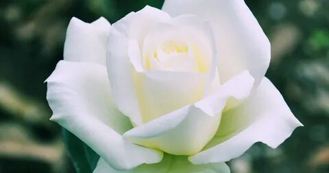 Prose blanc