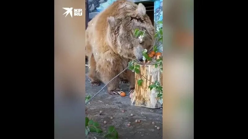 Тяньшанская Медведица. Обед в зоопарке