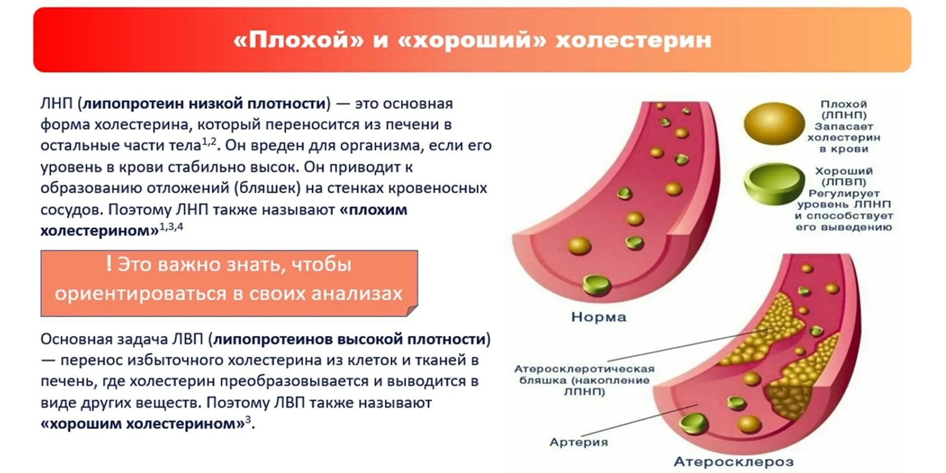 Холестерин. Плохой холестерин. Хороший холестерин. Что такое хороший холестерин и плохой холестерин.