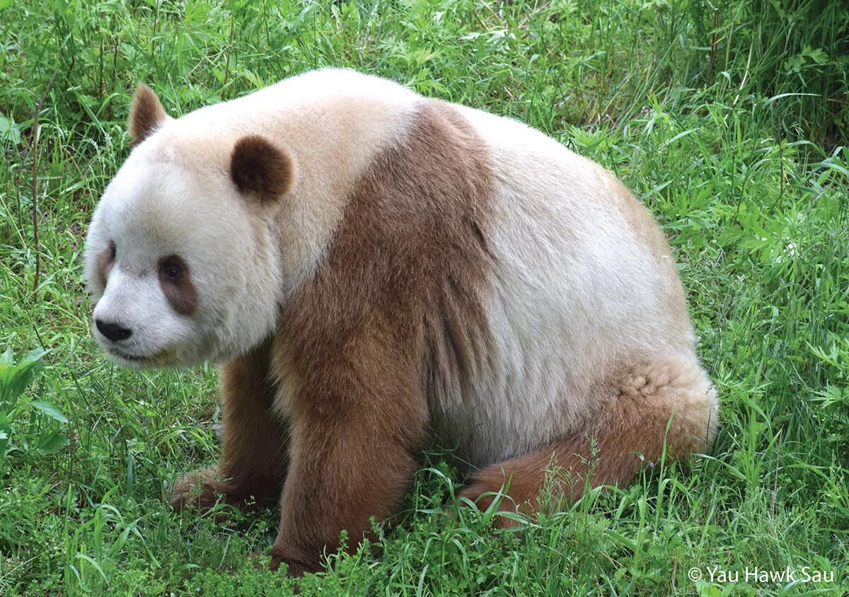 Pin by Pinner on minecraft ✿ Wild animal rescue, Panda, Brown panda