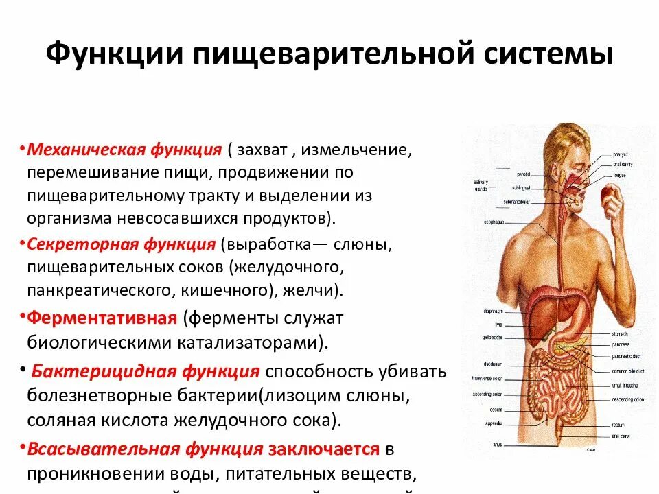 Функции пищеварительной системы. Функции пищеварительной системы человека. Механическая функция пищеварительной системы. Защитная функция пищеварительной системы.