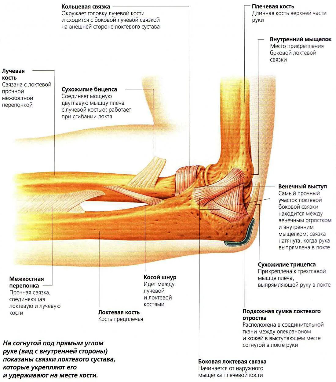 Локтевой сустав строение связки. Строение сухожилий локтевого сустава. Схема строения локтевого сустава. Анатомия мышц локтевого сустава человека. Болят лучевые кости почему