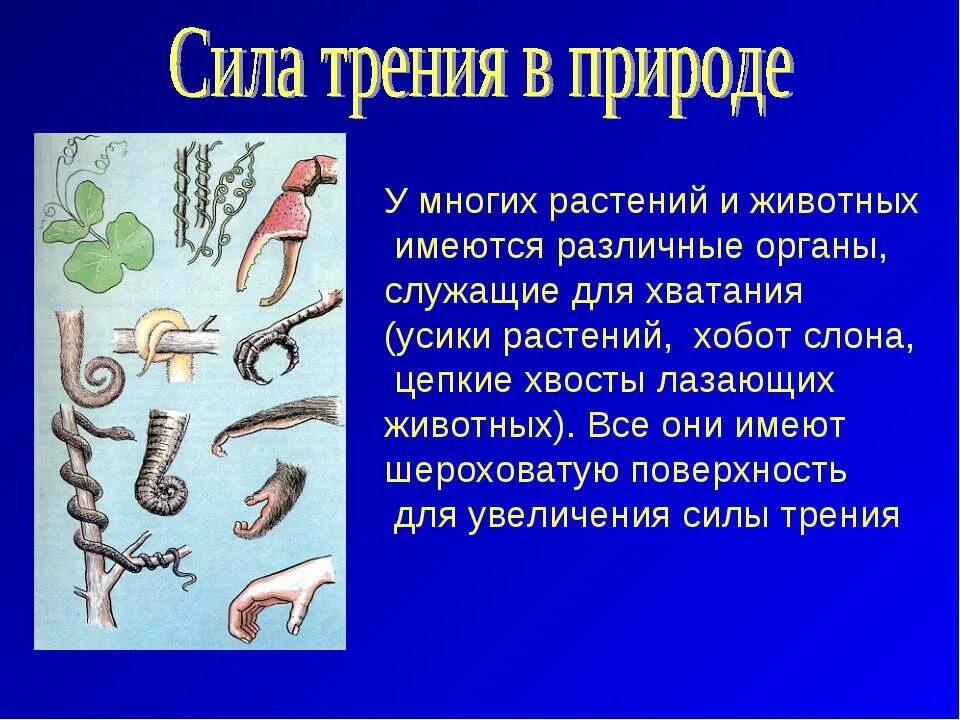 Сила трения в природе. Сила трения в природе и технике. Трение в природе. Сила трение в природе и технике.