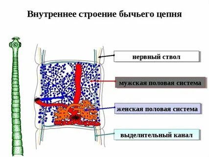 Свиной цепень тип пищеварения