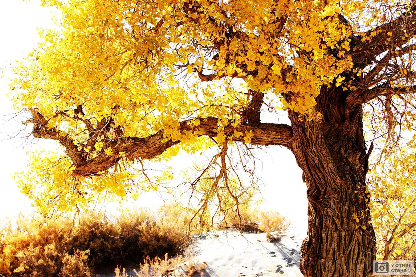 Дерево с золотыми листьями. Осенний дуб. Осень деревья. Желтый дуб. Дерево золотой дуб