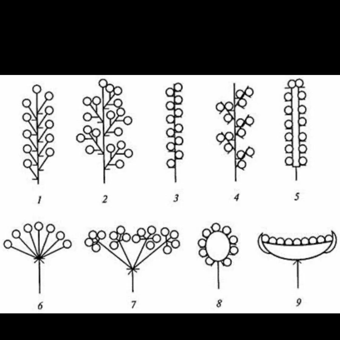 Простые цветки биология. Соцветие сложный Колос метелка початок. Схемы соцветий 6 класс биология. Схема сложных соцветий биология 6. Схема типов соцветий 6 класс биология.