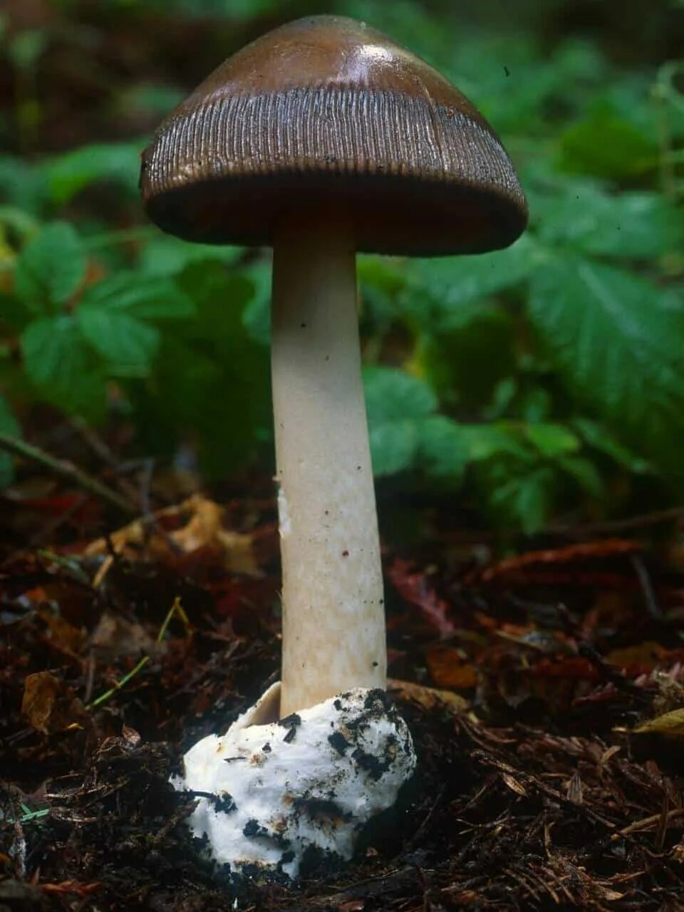Подберезовик черноголовик. Рядовка tricholoma albobrunneum. Leccinum melaneum. Тонкие грибы на длинной ножке. Гриб энтолома весенняя.