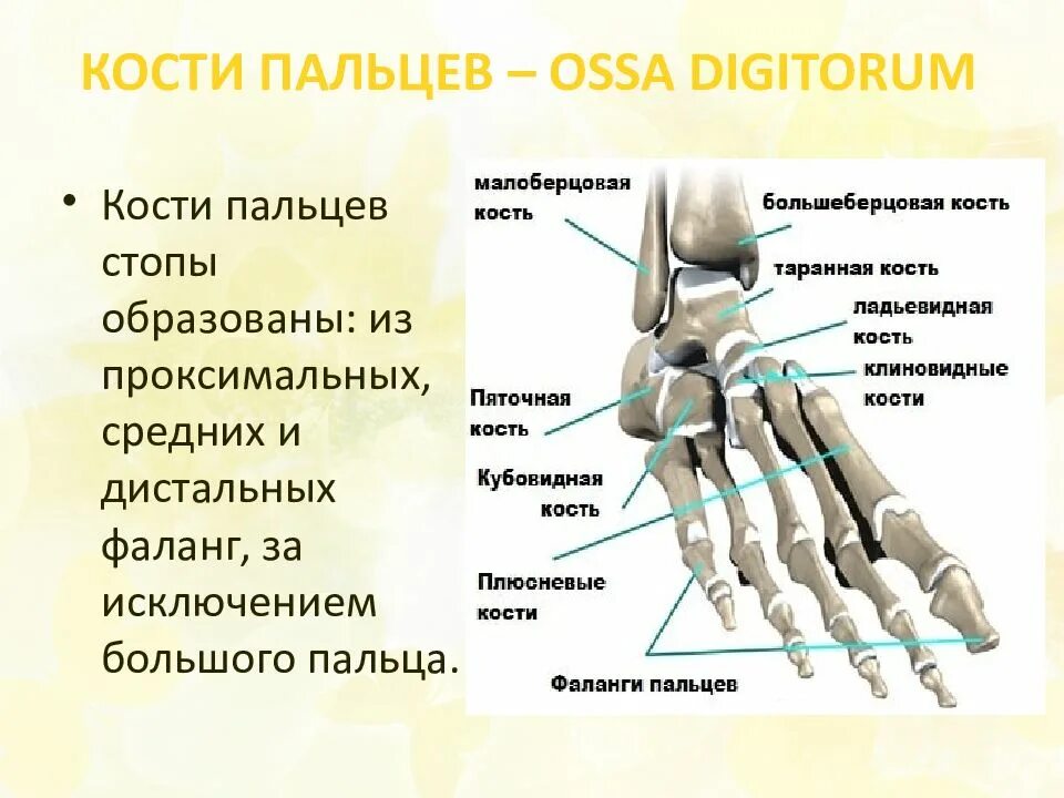 Фаланги стопы. Проксимальная фаланга пальца стопы анатомия. Анатомия дистальная фаланга 1 пальца стопы. Строение стопы плюсневая кость. Кисть руки анатомия строение сустава.