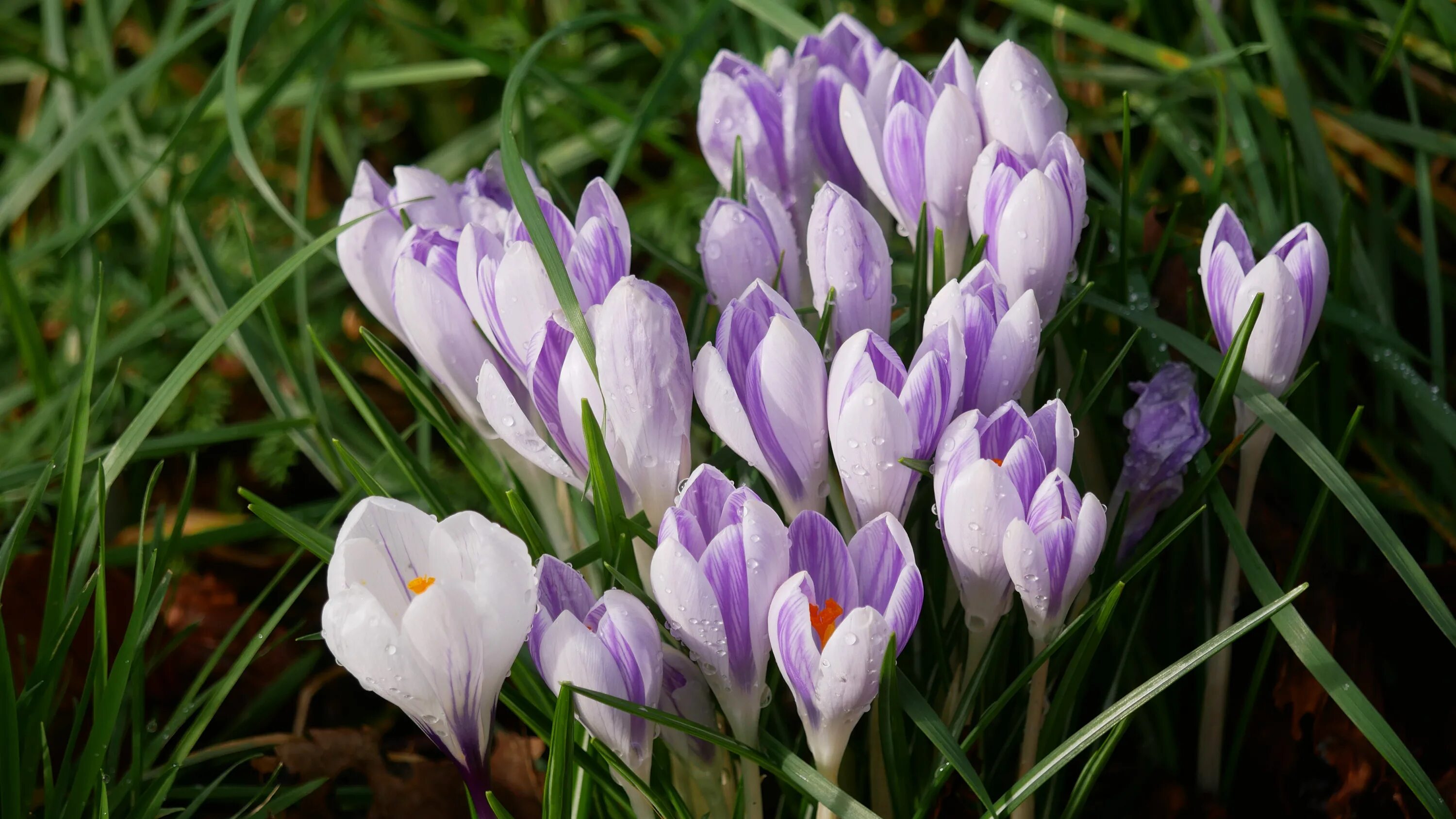 Crocus Imperati. Крокусы многолетние. Крокус белый цветок первоцвет. Крокус что там творится