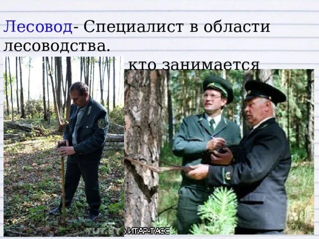 Лесничий профессия. Кто такой лесовод. Лесные слова. Слово лесовод. Лесовод сообщение.