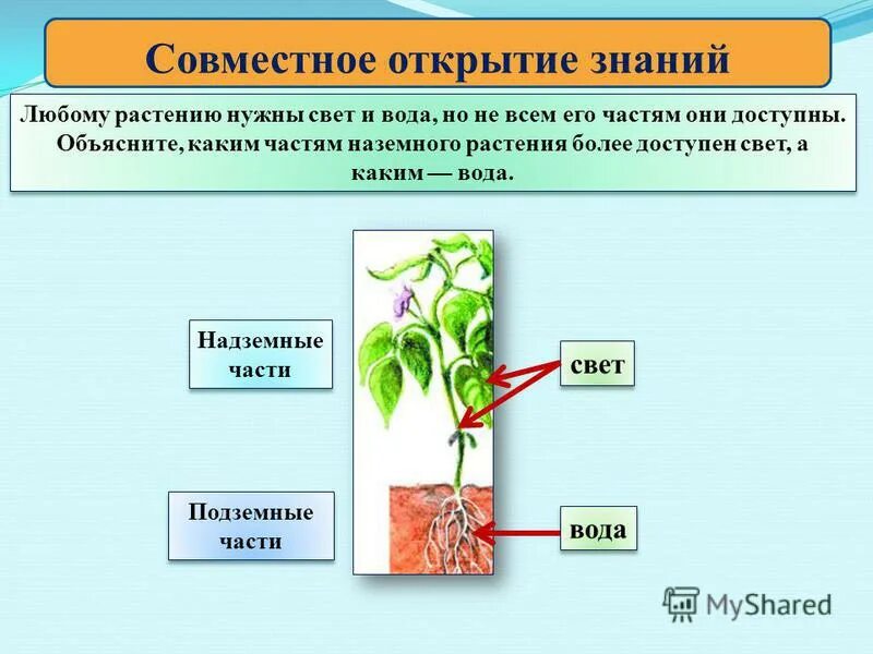 презентация окружающий мир 3 класс растение. 2 класс тема про растений. растения 3 класс окружающий мир презентация. многообразие цветковых растений. группа растений цветковые.