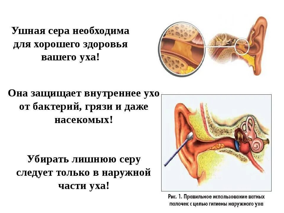 Строение уха серные железы. Строение уха человека сера. Анатомия уха серная пробка.