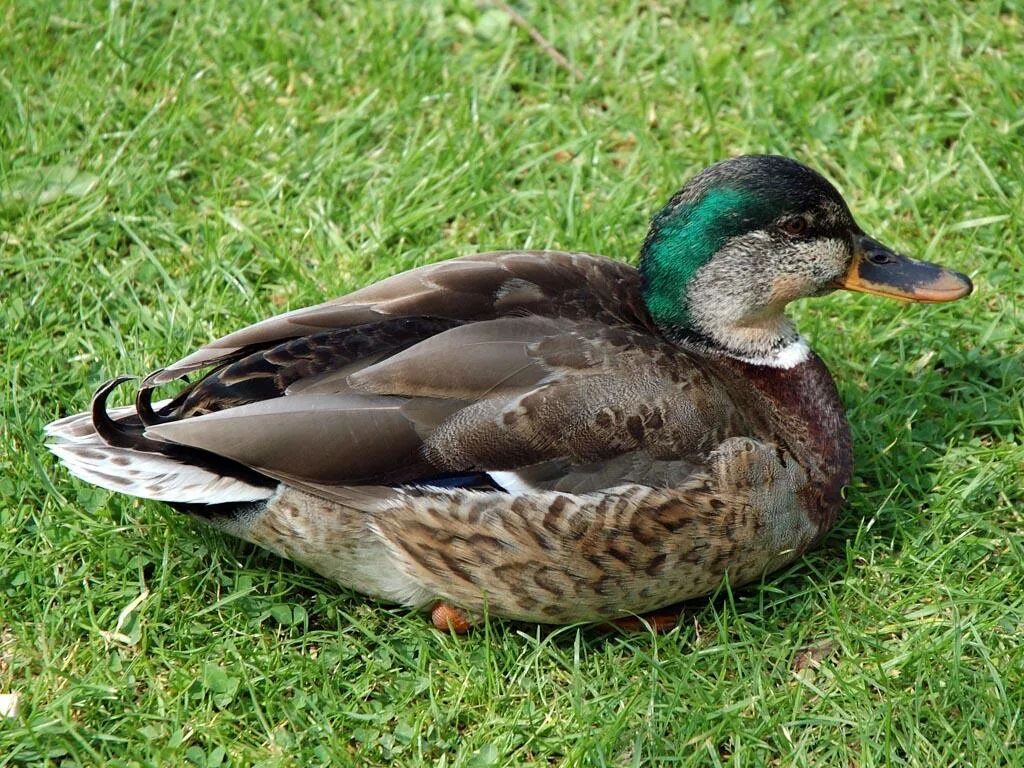 Утята муларды таблица роста. Дикая утка кряква. Гавайская кряква. Утка кряква селезень. Цикл жизни утки.