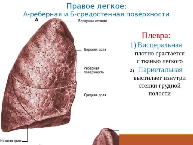 Париетальная и висцеральная плевра лёгких. Поверхности легких. Рёберная поверхность лёгкого. Легкие реберная поверхность. Поверхность легких образована