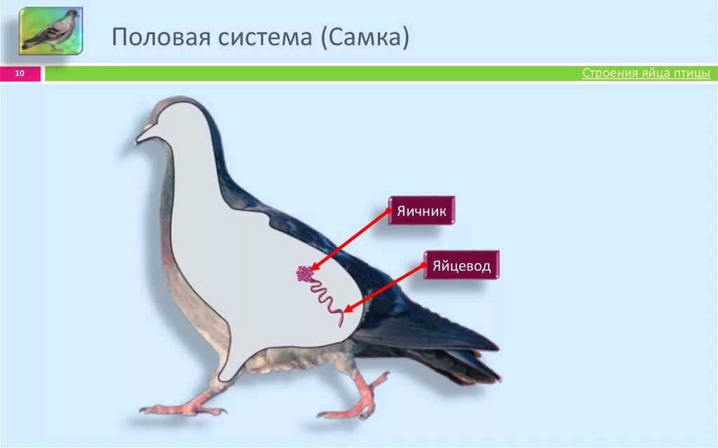 Почка какая система у птиц. Половая система птиц. выделительная система птиц. строение выделительной системы птиц. половое строение птиц.
