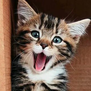 Улыбающийся котик