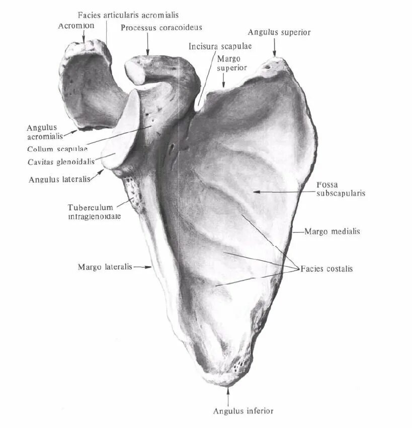 Лопатка анатомия Синельников. Лопатка анатомия Сапин. Строение лопатки вид спереди на латинском и русском. Лопатка анатомия латеральный край.