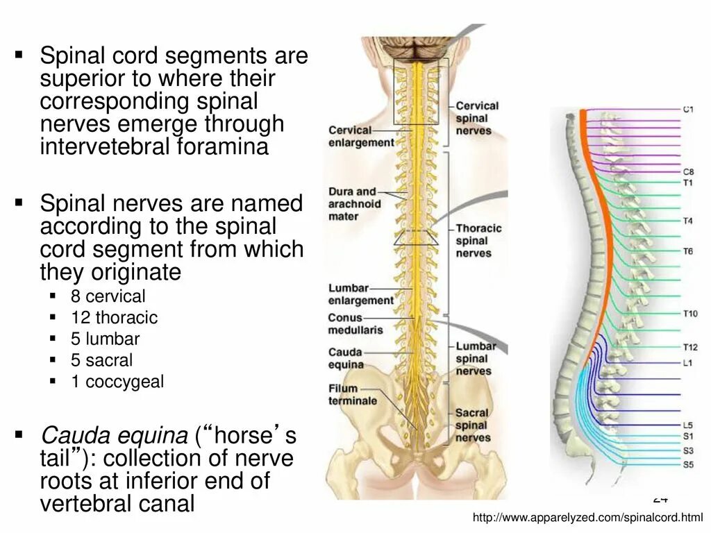 Spinal Cord segments. Фиксированный спинной мозг. Spinal nerves. Синдром фиксированного спинного мозга.