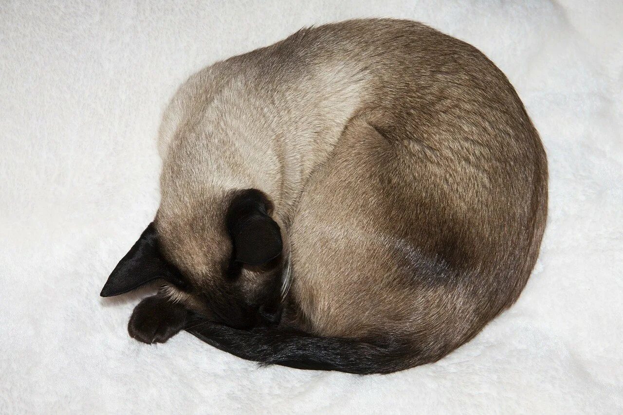 Старотипная Сиамская. Сиамская кошка. Кошка клубочком. Кошка прячет нос
