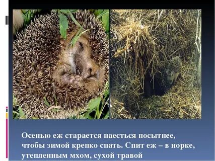 Как ежик готовится к зиме