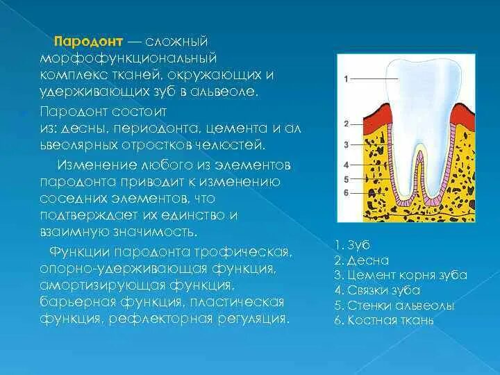 Рокс периодонт. Пластическая функция периодонта. комплекс тканей пародонта. анатомия пародонта кратко.