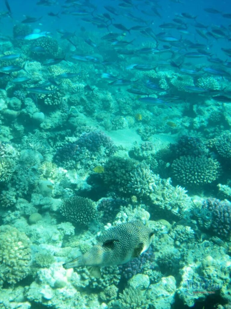 Коралловые рифы в хургаде. Коралловый риф Хургада. Рифы в Хургаде. Кораллы в Хургаде. Рифы в Египте.