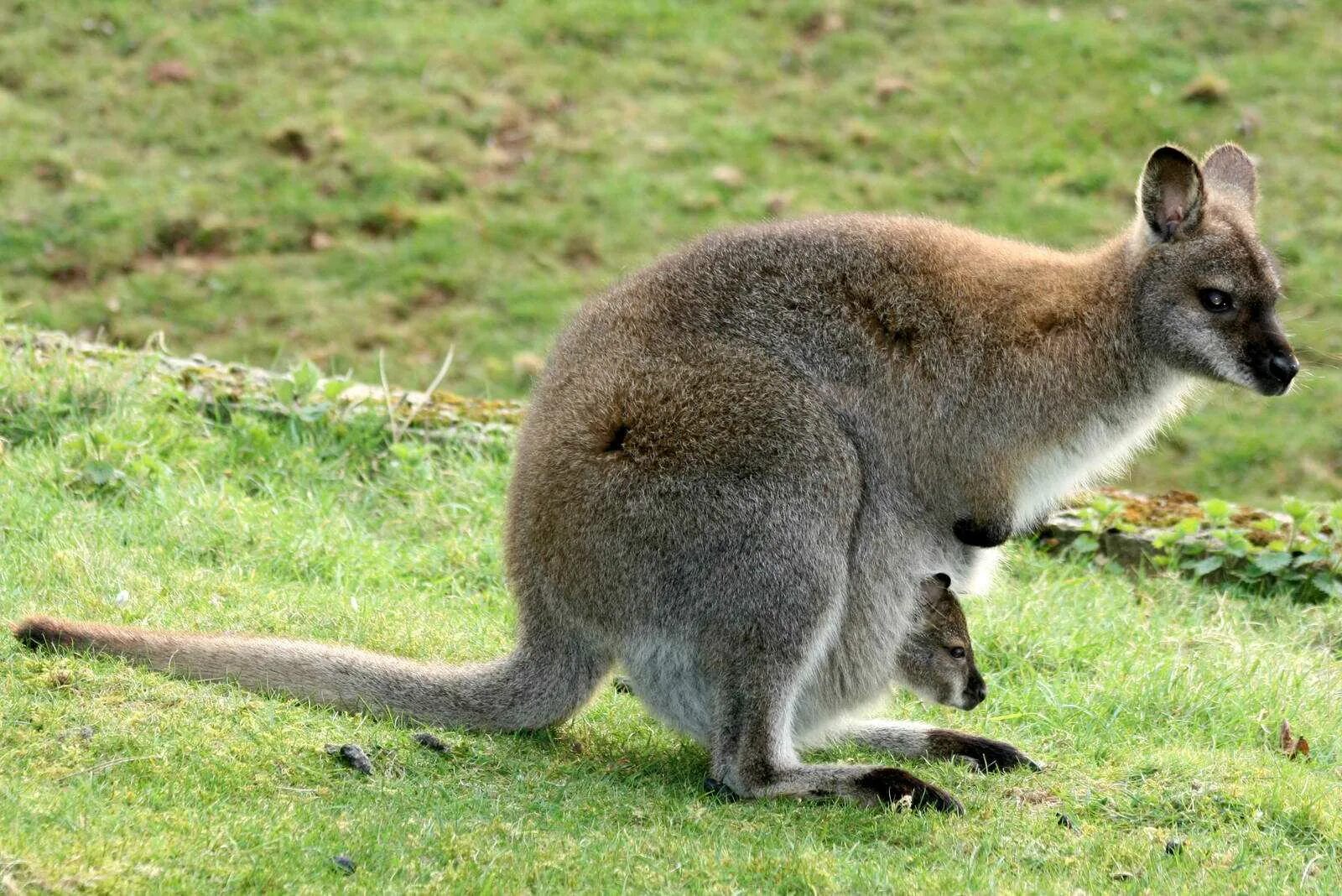 Кенгуру валлаби. Животные Австралии валлаби. Карликовый кенгуру валлаби. Кенгуру валлаби Беннета.