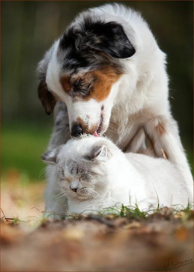 Dog and cat playing. Любовь животных. Собачки и кошечки. Собака и кошка вместе. Нежность животных.