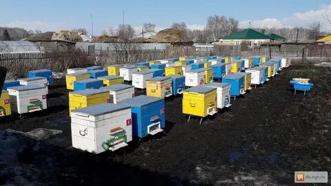 Пчела новосибирск