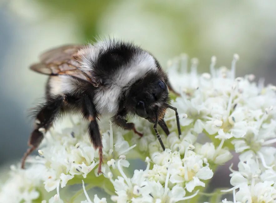 Белая пчела. Пчела с белыми полосками. Пчела с белыми полосками. Белая пчела. Гималайская медоносная пчела.