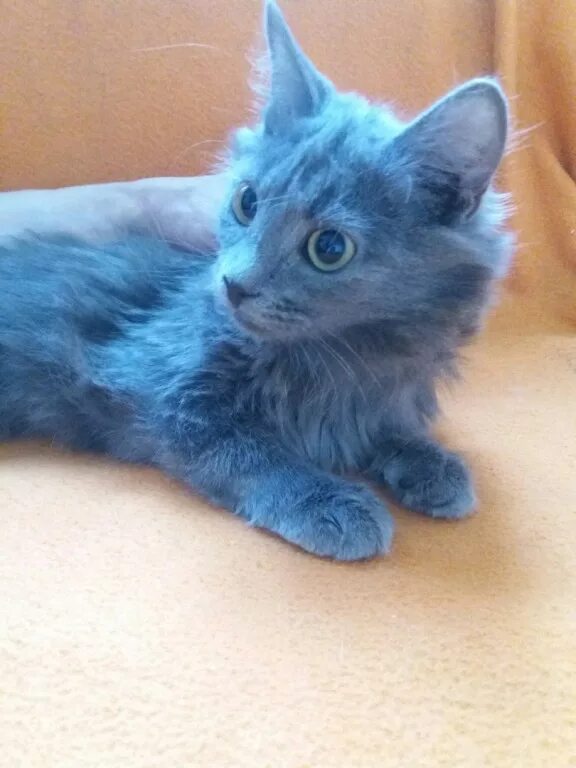 Коты синего цвета