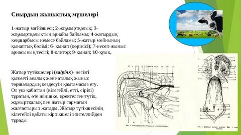Мас күйеу ене мен күйеу бала порно