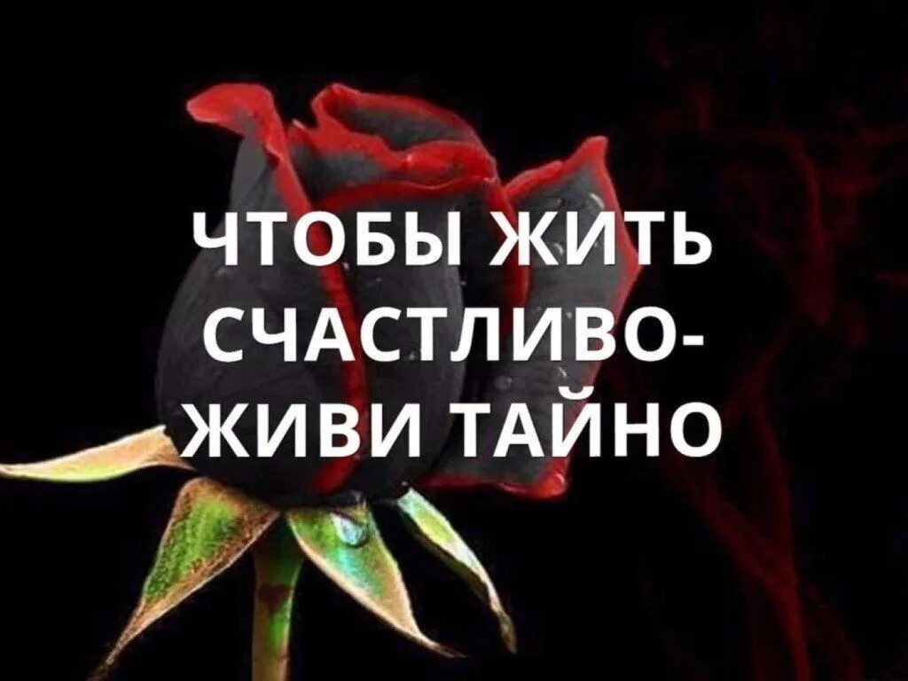 Счастье любит тишину. Про счастье и тишину. Статусы про счастье. Цитаты на тему счастье любит тишину. Тихое счастье цитаты.