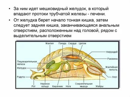 Имеет мантийную полость