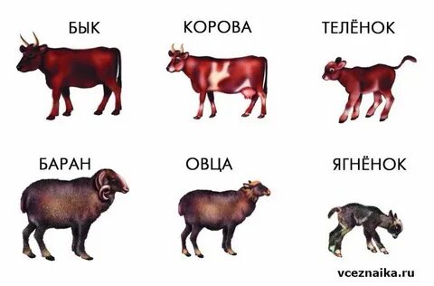 Чем отличается бык