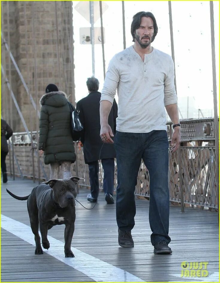 Киану ривз с котами. Киану ривз с котом. Keanu reeves with puppies. Бигль джон уик. Киану ривз джон уик.