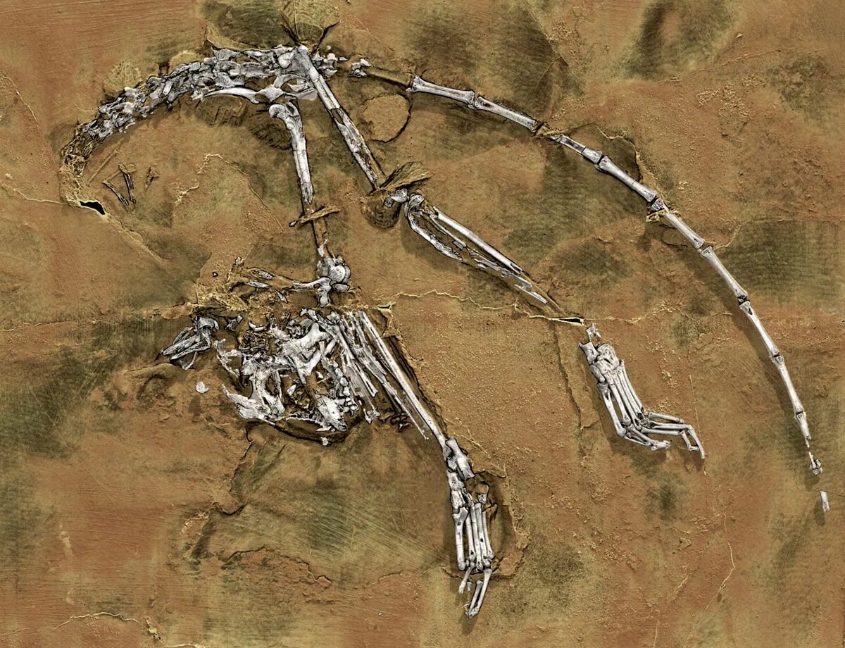 Ancient ancestor. Archicebus Achilles. Архицебус скелет. Самые древние скелеты человека.
