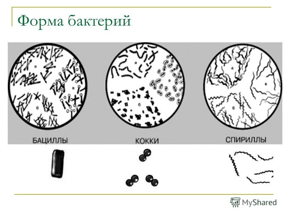 Бактерии примеры названия. Виды бактерий. Формы бактерий. Формы и названия бактерий. Бактерии формы бактерий.