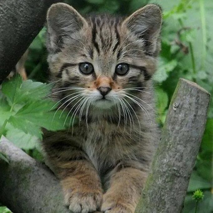 Кавказский лесной кот. Норвежская лесная кошка котята. Лесная кошка котенок. Лесная кошка котенок. Лесная кошка котенок.