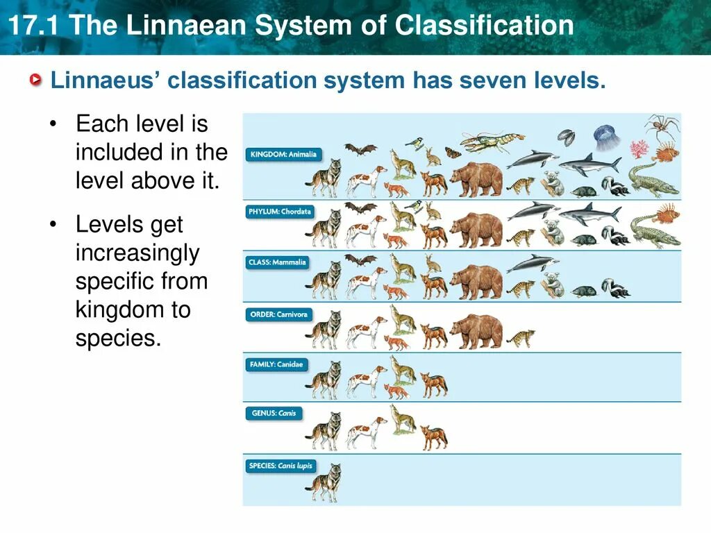 Классификация животных. Систематика. Linnaean classification. The Linnaeus System for classification.