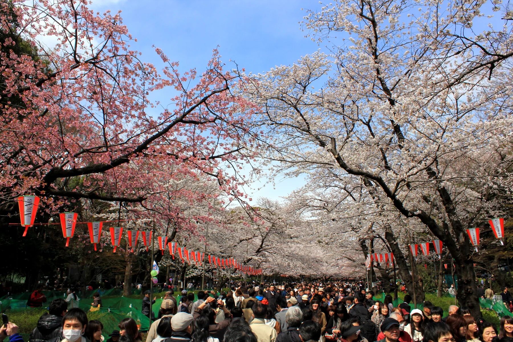 Ханами парк Уэно. Ханами в Токио – парк Уэно. Ниигата Ханами. Ханами праздник цветения Сакуры. Парка хана