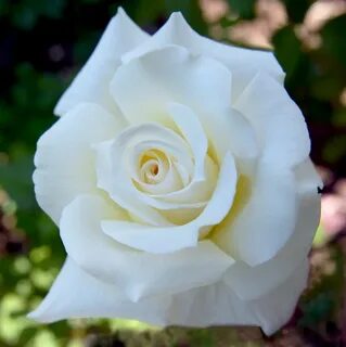 Ll rose