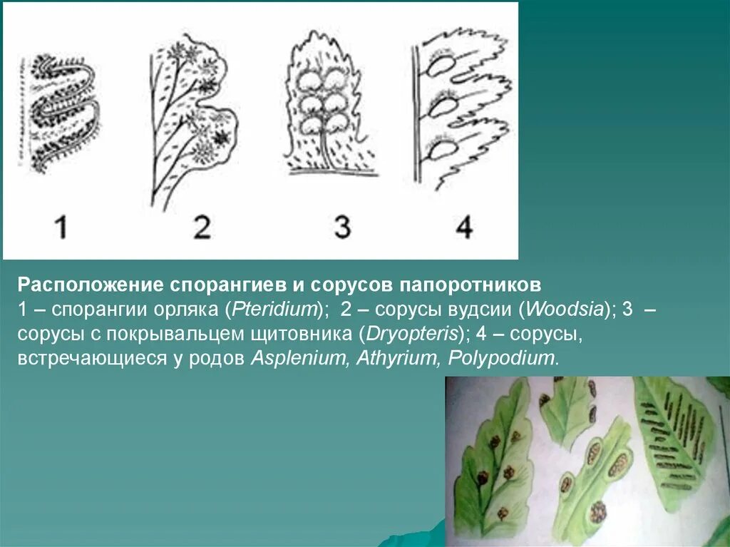 Сорус спорангий папоротника. Папоротник орляк сорусы. Polypodiophyta расположение спорангиев. Папоротник Щитовник спорангии.