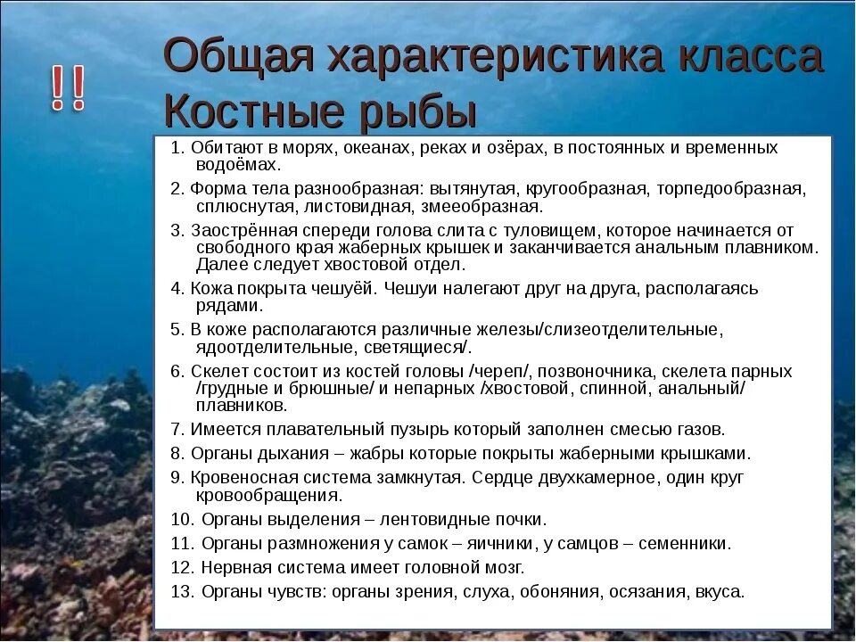 Характеристика классов рыб таблица 7 класс. Костные рыбы и особенности кратко. Класс костные рыбы общая характеристика. Общая характеристика костных рыб. Характеристика класса костные рыбы.