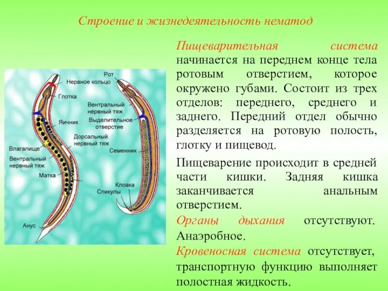 Круглые черви наличие полости тела. Круглые черви класс нематоды. Пищеварительная система круглых червей 7. Пищеварительная система нематод. Тип круглые черви строение.