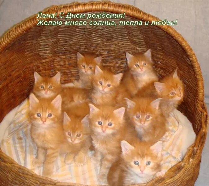 Сколько котят у рыжей кошки. Много рыжих котят. Котята в корзине. Много котят. Рыжие котята в корзинке.
