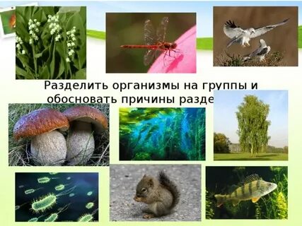 Презентация наземно воздушная среда 5 класс пасечник