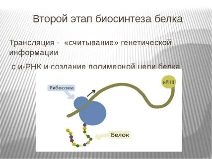 Где происходит второй этап биосинтеза