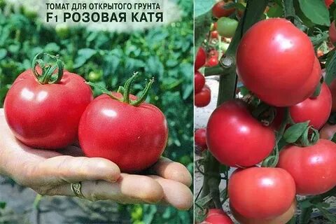 Розовая катя